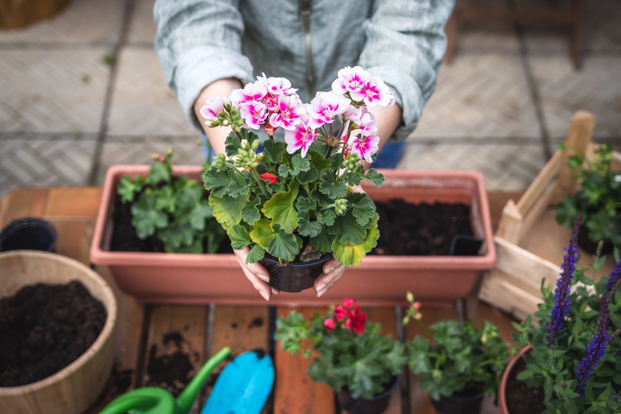 Comment faire pour que mes géraniums fleurissent toute la saison ?